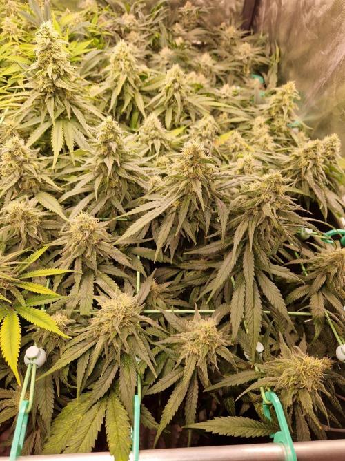 Enemy of the State. Week 17 - 13.02.26 