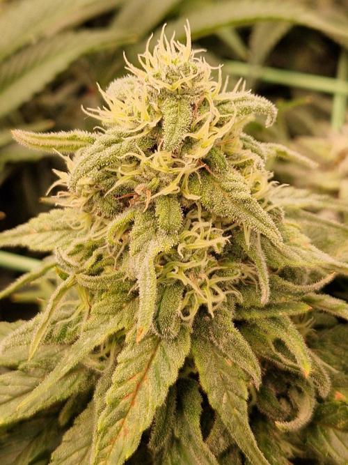 Enemy of the State. Week 17 - 13.02.26 