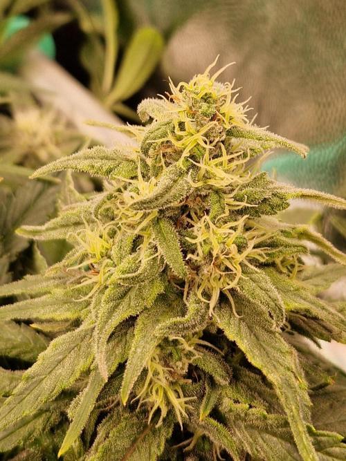 Enemy of the State. Week 17 - 13.02.26 