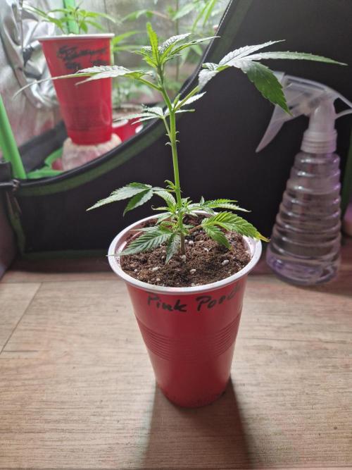 Pink Poochie Vaders Cut. Week 3 - 13.02.26 