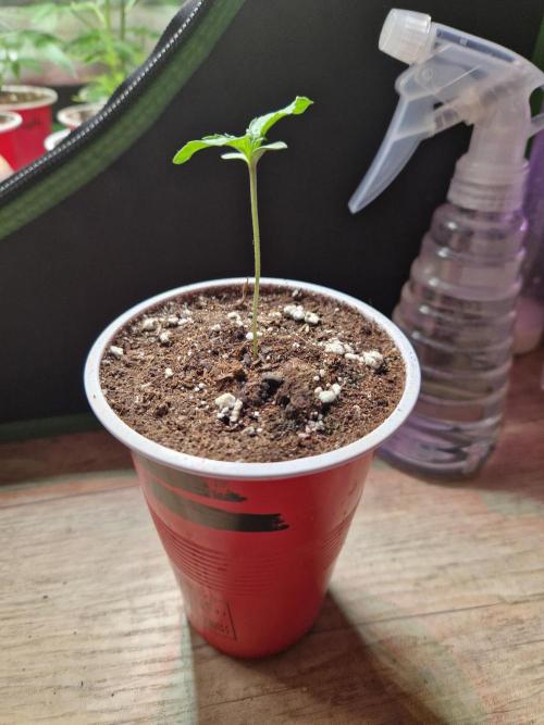 Hawaiian Rainbows. Week 2 - 13.02.26