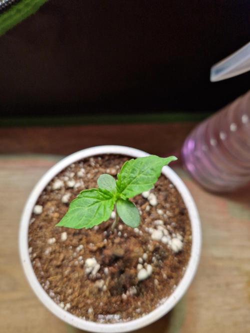 Hawaiian Rainbows. Week 2 - 13.02.26