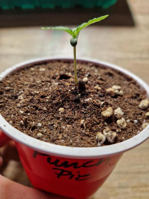 Punch Pie. Week 2 - 16.02.26