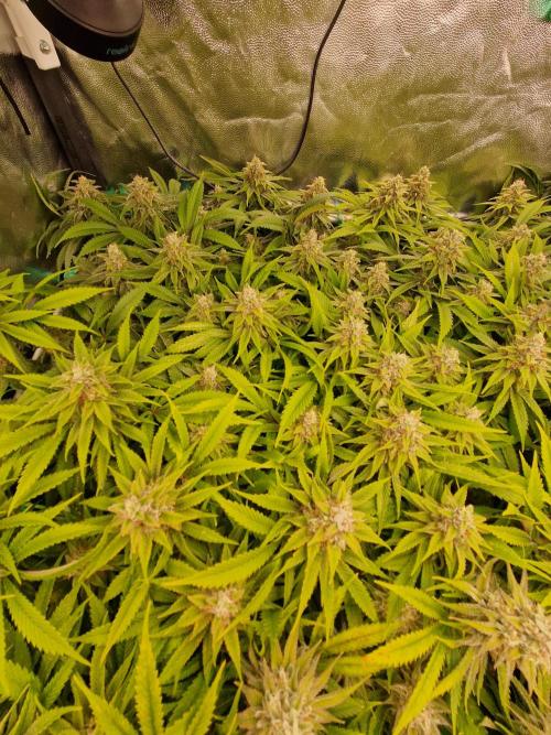 Lemon Mandarin. Week 22 - 20.02.26 