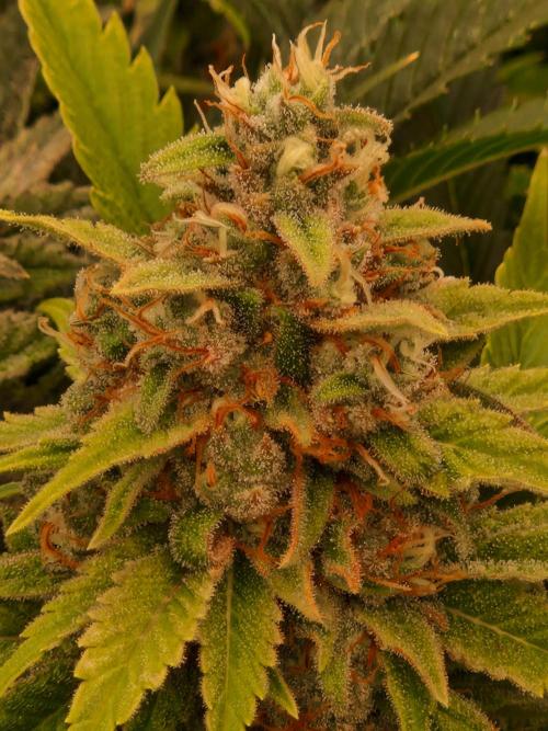 Lemon Mandarin. Week 22 - 20.02.26 