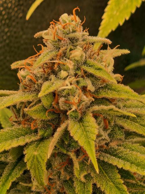 Lemon Mandarin. Week 22 - 20.02.26 