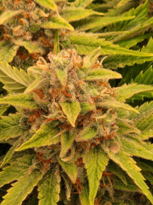 Lemon Mandarin. Week 22 - 20.02.26 