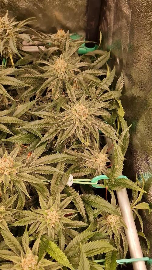 Gorilla Melon