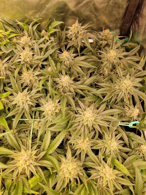 Gorilla Melon. Week 22 - 20.02.26 