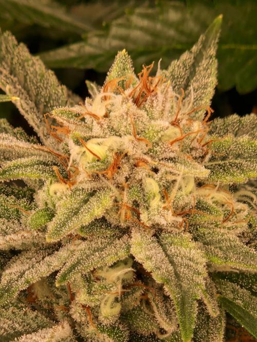 Gorilla Melon. Week 22 - 20.02.26 