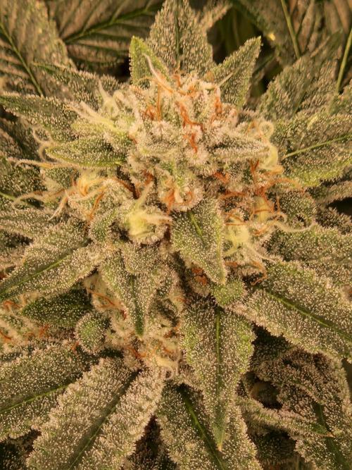 Gorilla Melon. Week 22 - 20.02.26 