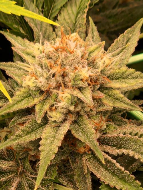 Gorilla Melon. Week 22 - 20.02.26 