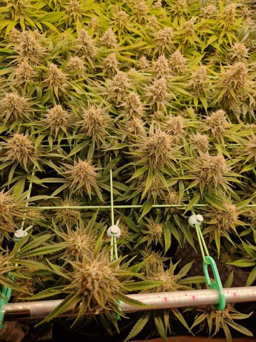 7th Wave. Week 18 - 20.02.26 