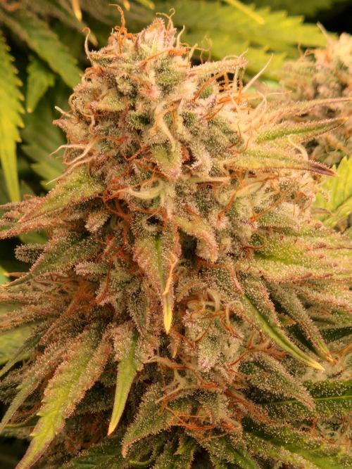 7th Wave. Week 18 - 20.02.26 