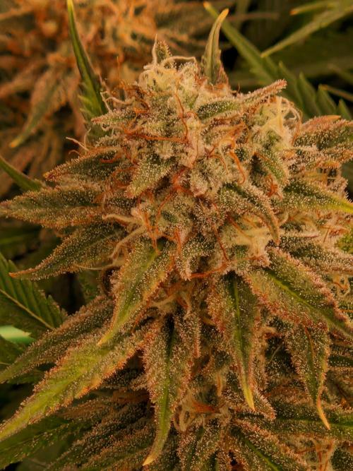 7th Wave. Week 18 - 20.02.26 