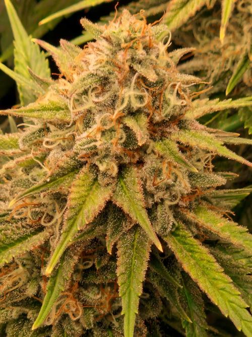 7th Wave. Week 18 - 20.02.26 