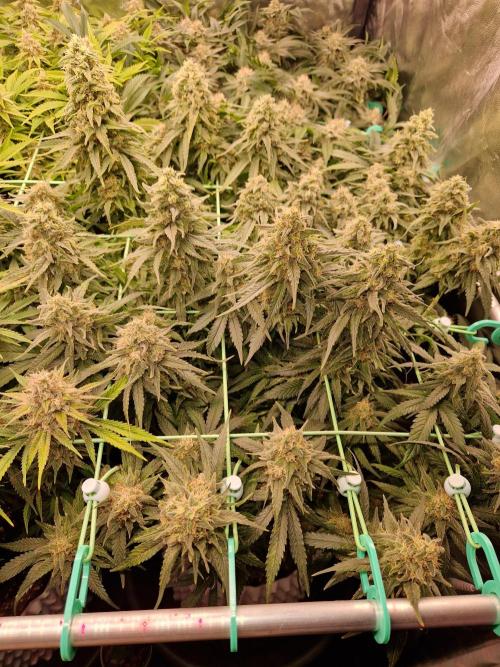 Enemy of the State. Week 18 - 20.02.26 