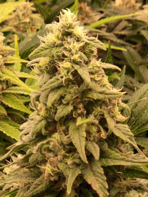 Enemy of the State. Week 18 - 20.02.26 