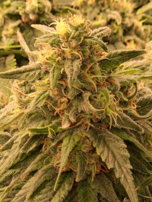 Enemy of the State. Week 18 - 20.02.26 