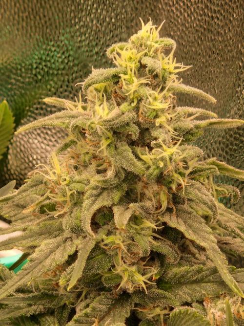 Enemy of the State. Week 18 - 20.02.26 