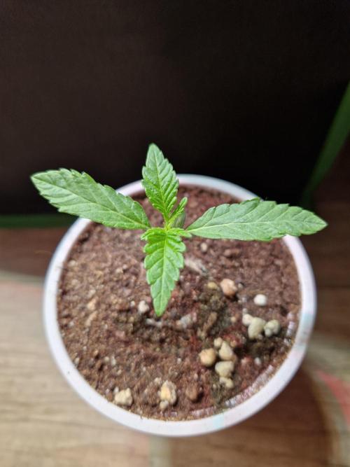 Punch Pie. Week 3 - 21.02.26