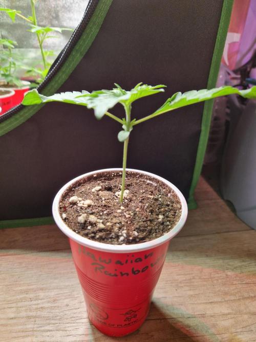 Hawaiian Rainbows. Week 3 - 21.02.26