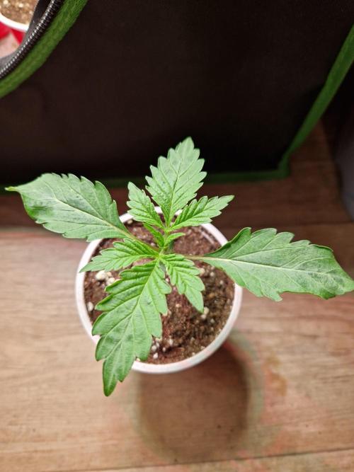 Hawaiian Rainbows. Week 3 - 21.02.26