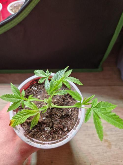 Pink Poochie Vaders Cut. Week 4 - 21.02.26