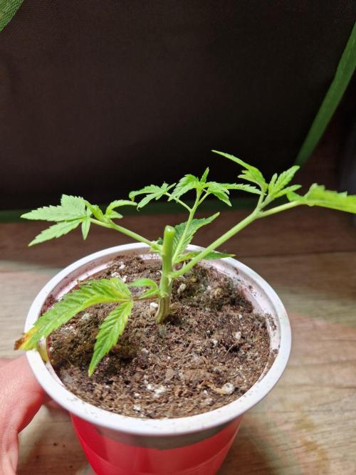 Pink Poochie Vaders Cut. Week 4 - 21.02.26 