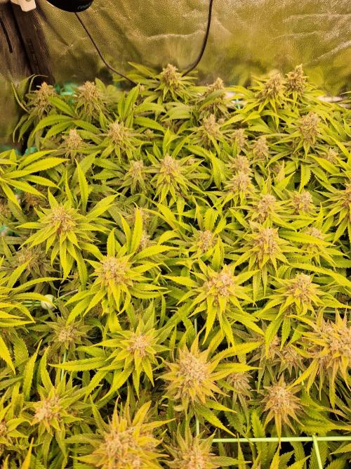 Lemon Mandarin. Week 23 - 28.02.26