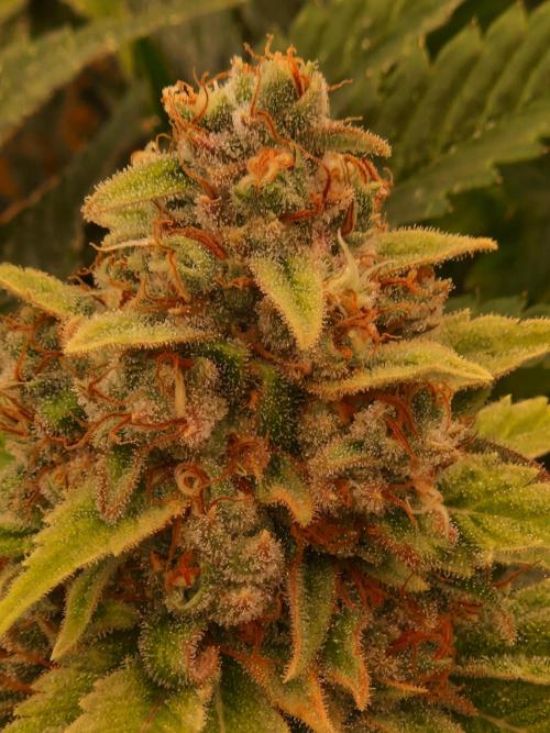 Lemon Mandarin. Week 23 - 28.02.26