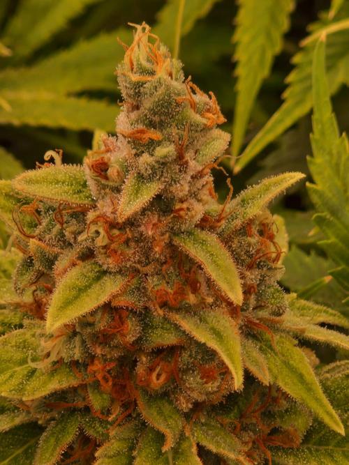 Lemon Mandarin. Week 23 - 28.02.26
