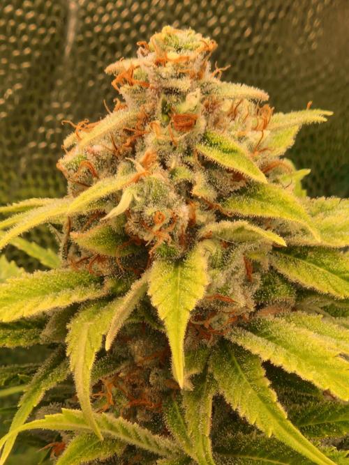 Lemon Mandarin. Week 23 - 28.02.26