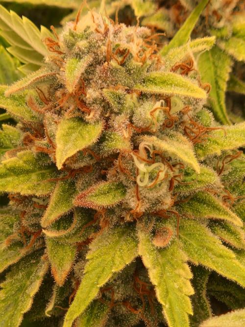 Lemon Mandarin. Week 23 - 28.02.26