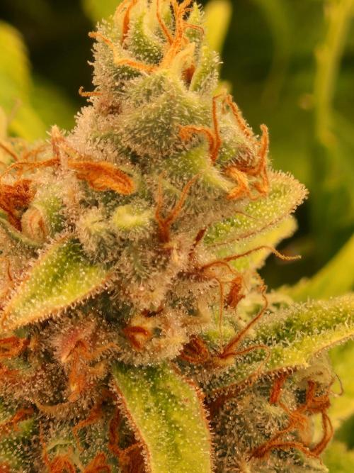 Lemon Mandarin. Week 23 - 28.02.26