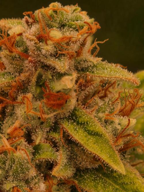 Lemon Mandarin. Week 23 - 28.02.26