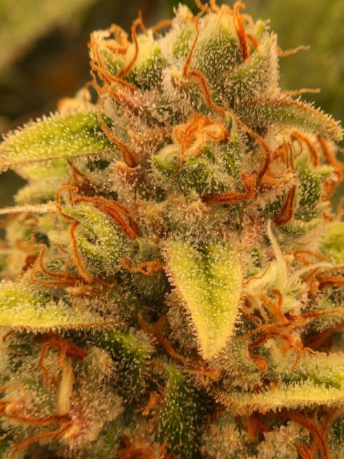 Lemon Mandarin. Week 23 - 28.02.26