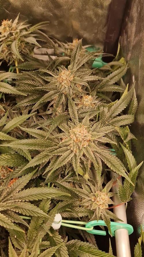 Gorilla Melon