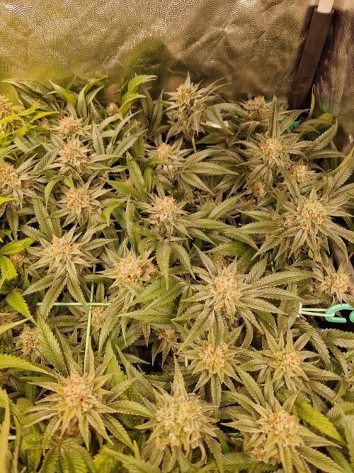 Gorilla Melon. Week 23 - 28.02.26