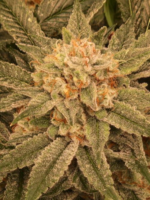 Gorilla Melon. Week 23 - 28.02.26