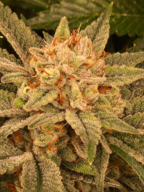 Gorilla Melon. Week 23 - 28.02.26