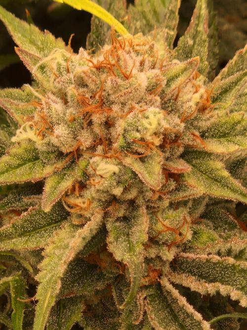 Gorilla Melon. Week 23 - 28.02.26