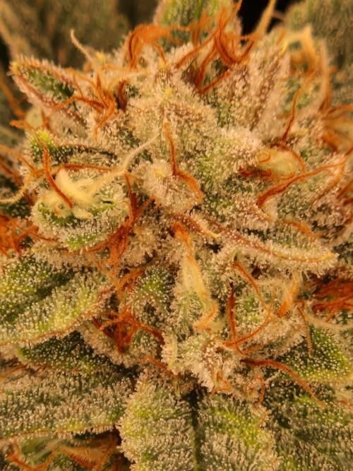 Gorilla Melon. Week 23 - 28.02.26