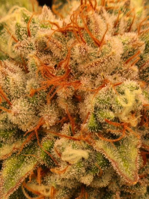 Gorilla Melon. Week 23 - 28.02.26