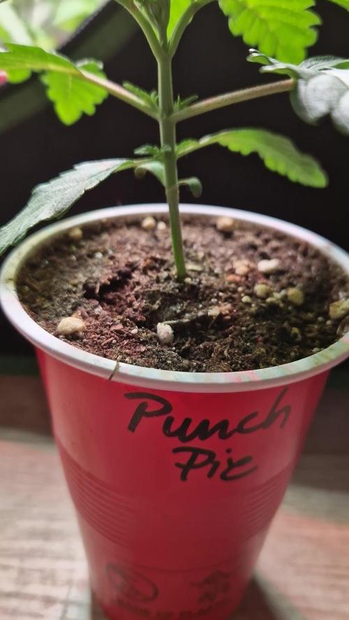 Punch Pie