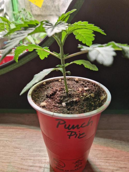 Punch Pie. Week 4 - 01.03.26