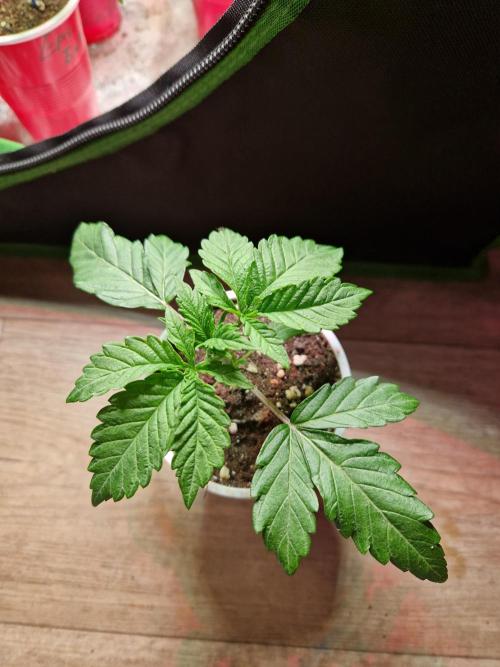 Punch Pie. Week 4 - 01.03.26 