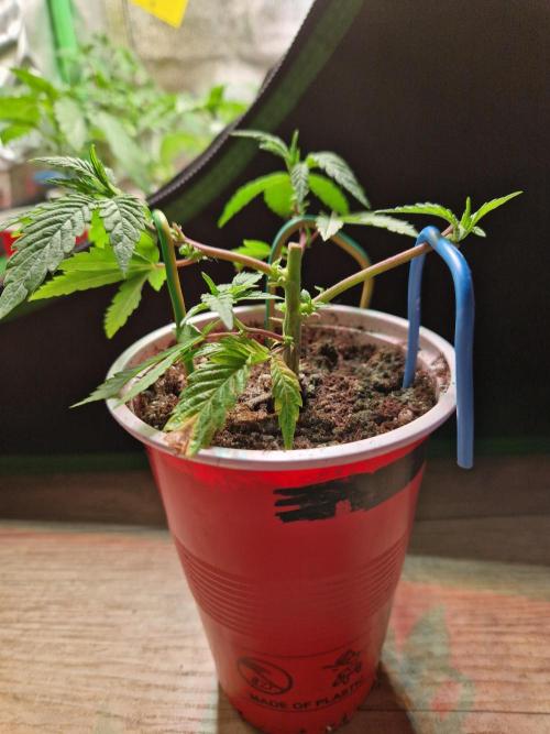 Pink Poochie Vaders Cut. Week 5 - 01.03.26 