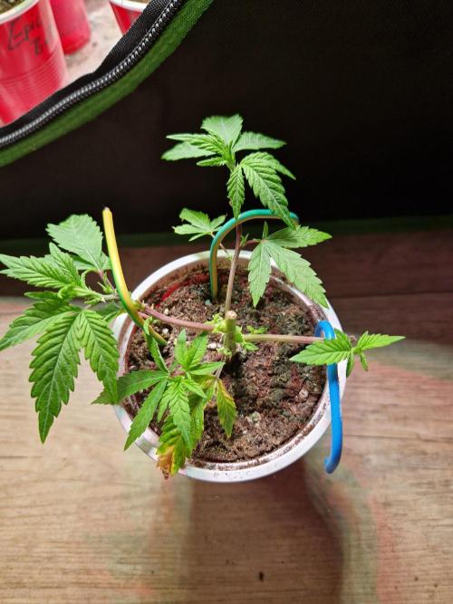 Pink Poochie Vaders Cut. Week 5 - 01.03.26 