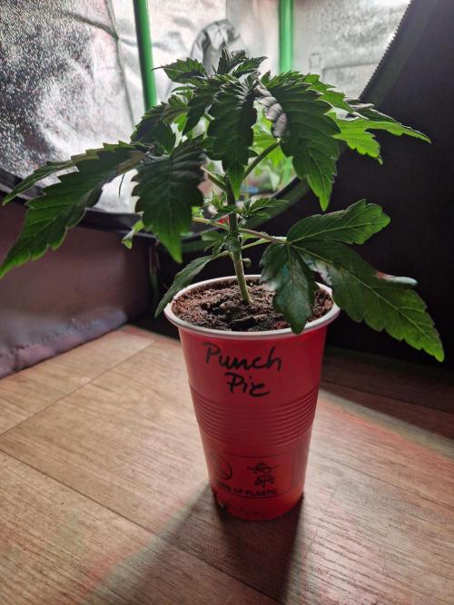 Punch Pie. Week 5 - 07.03.26 